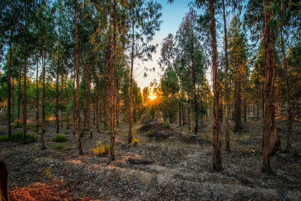 Quinta Da Eira Velha ξενώνας Aldeia do Mato  Εξωτερικό φωτογραφία